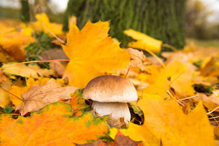 蘑菇生长在秋天季节
