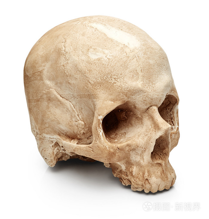 在白色的人类头骨