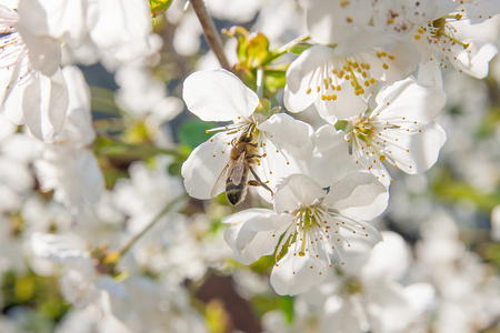 蜜蜂采集花蜜和花粉上盛开的樱花树布兰奇