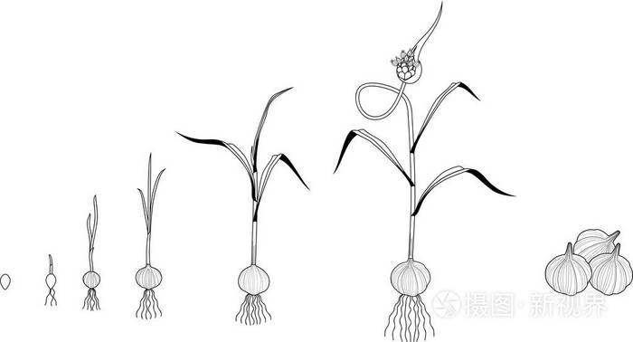 珠芽到开花大蒜植株生长的连续阶段插画-正版商用图片0s7o6a-摄图新