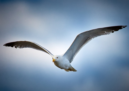 海鸥在飞翔图片