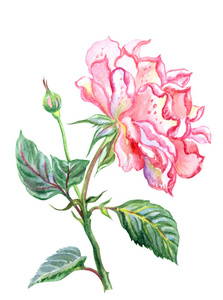 粉红色的玫瑰枯萎前, 白色背景水彩画, 与修剪路径隔离