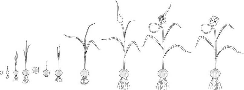 珠芽到开花大蒜植株生长的连续阶段照片