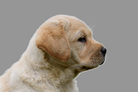 可爱的黄色小狗拉布拉多犬隔离在灰色的背景上