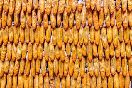 甜玉米的农产品在农场图片