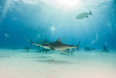 图片显示在巴哈马的公牛鲨鱼