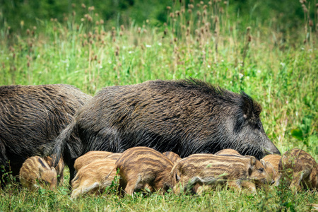 野猪家庭在草地上