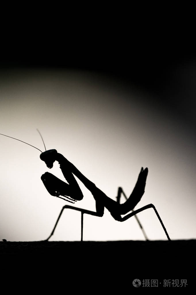 黑色和白色的掠食性螳螂的剪影看 towrds 相机, 垂直格式