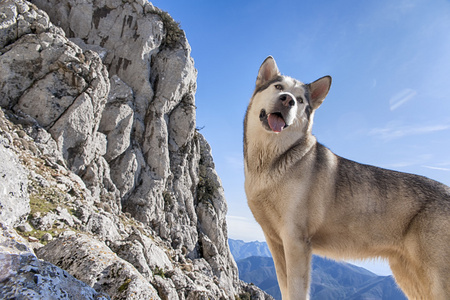 宠物，犬，阿拉斯加雪橇犬