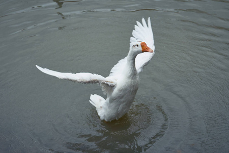 一只美丽的白鹅在池塘里张开翅膀