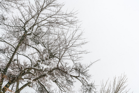 树与雪, 高清晰度图片