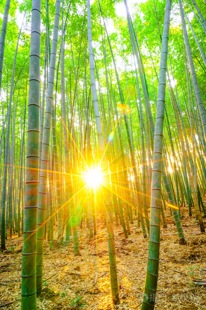 竹林与阳光明媚的早晨