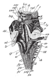 髓质第四脑室和中脑的背或后视, 复古线画或雕刻插图