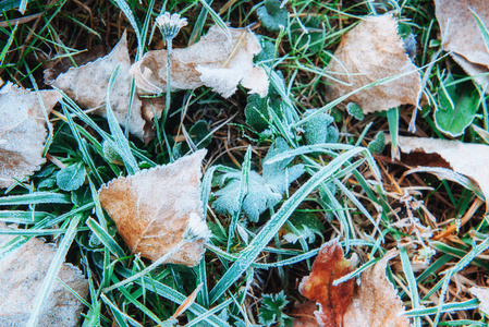 绿草上冰冻的秋叶