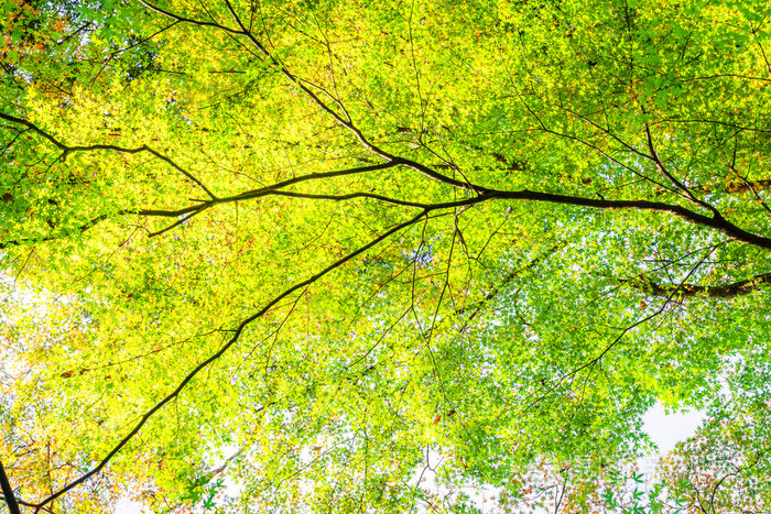 森林树木,高清晰度的图像