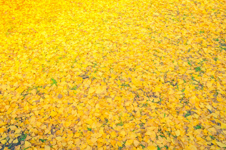新鲜的春绿色草地上的黄色秋天的落叶