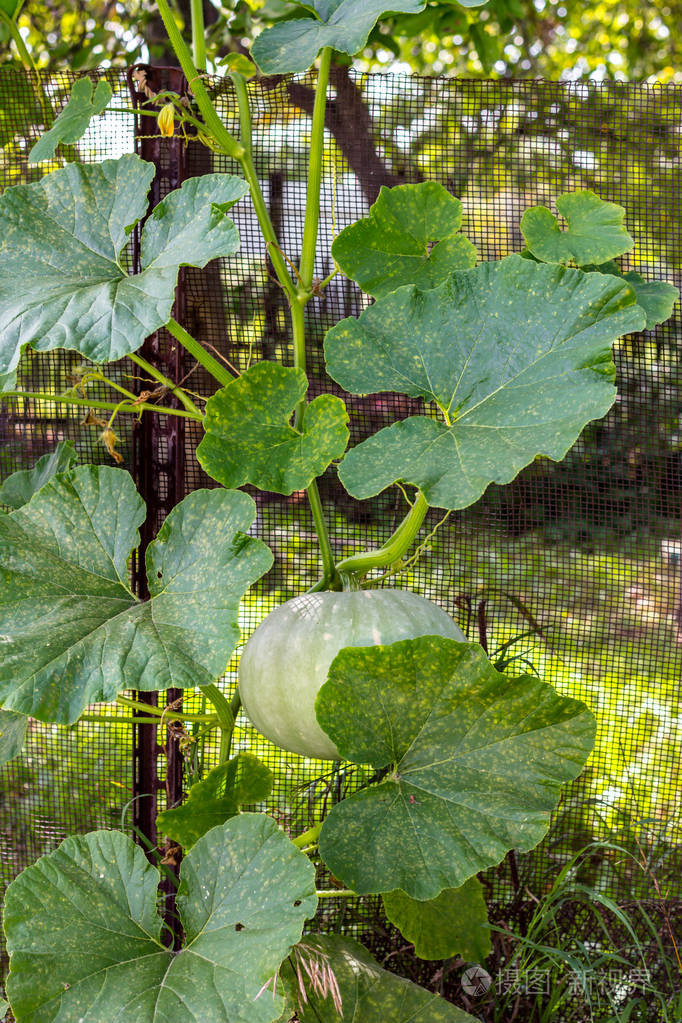 绿南瓜生长在花园的篱笆上