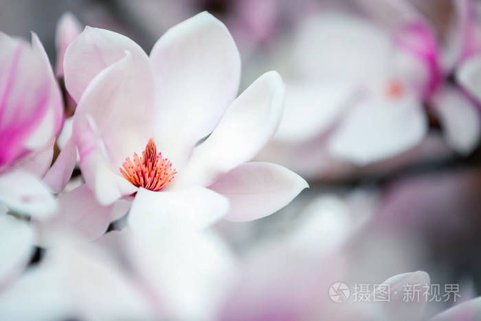 梦幻般的美丽玉兰花在春天阳光灿烂的日子