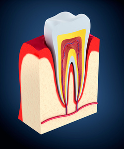 牙的一节。纸浆与神经和血管