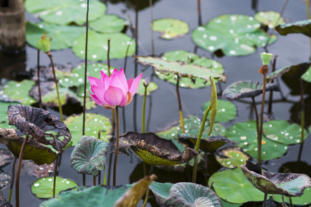 粉红色莲花