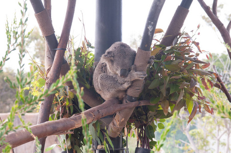 树栖哺乳动物图片