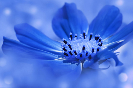 蓝花雏菊在浅蓝色模糊的背景.特写.柔和的焦点.自然照片