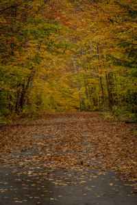 狭窄的小巷等待着一条落叶在季节性森林中的毯子