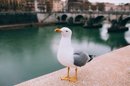 罗马的码头上的海鸥