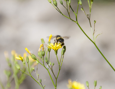蜜蜂从一朵黄色的花上飞走