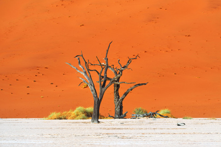 Deadvlei，苏斯。纳米比亚