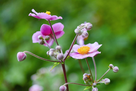 中国海葵莲花湖北在花园里的粉红色花朵