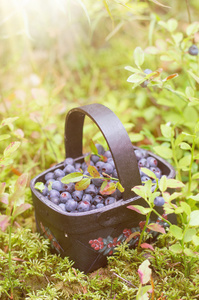 在篮子里的新鲜蓝莓