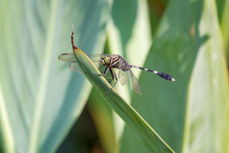 蜻蜓特写在一片绿色背景的叶子上