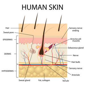 人类的皮肤解剖的插图