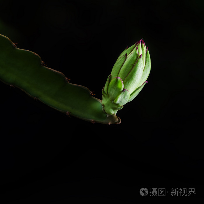 龙水果花卉