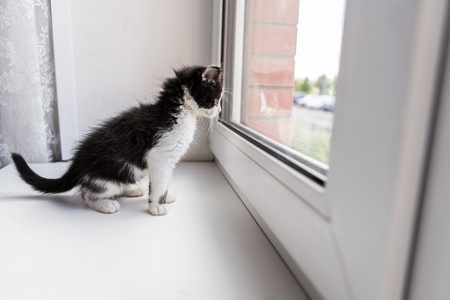 一只漂亮的小猫猫的肖像图片