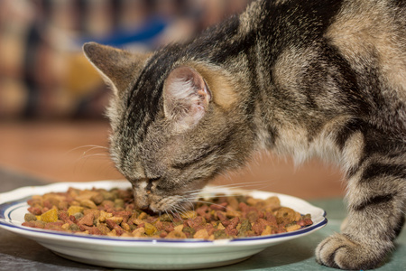 饿了吃猫粮