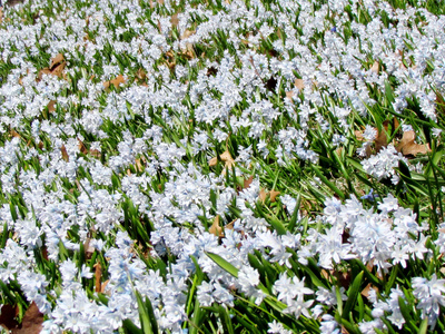 多伦多高公园白色雪花莲2011