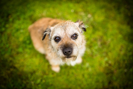 一只可爱的狗的肖像坐在绿色草坪上, 仰望