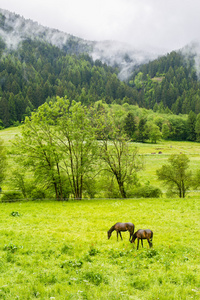 白色和棕色马在山的景色