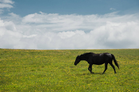 在绿色牧场上的一匹马, 黄色的花朵对着蓝天的云彩。黑马