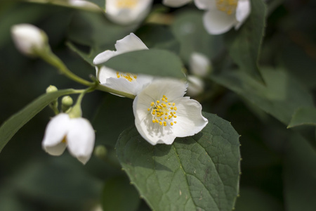 白色的花茉莉花花蕾和叶子