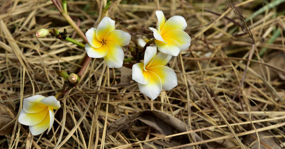 花在稻草堆上的一根稻草上五颜六色的花朵上。在自然界是美丽的。用作背景图像。桩。在自然界是美丽的。用作背景图像