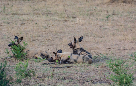 非洲野生狗在大草原关闭在津巴布韦, 南非