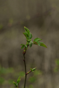 美丽的动植物温室生产。浅景深