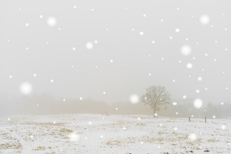 在雪上冬季景观树