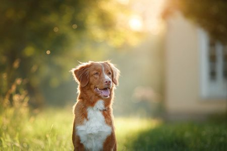 狗走自然，绿色，花新斯科舍省鸭寻回犬