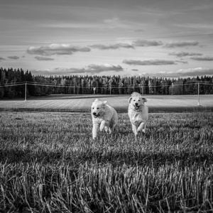 两只大白狗在户外散步。Tatra 牧羊犬。黑白照片