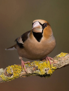 可爱的 Hawfinch itting 在树枝上