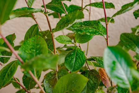 野植物叶